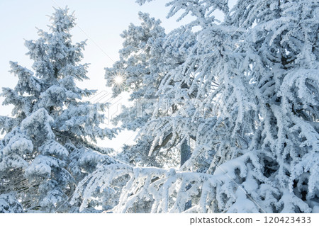 Snow covered trees. Winter forest Snow covered trees. Winter forest 120423433