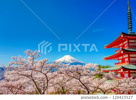 Mt. Fuji and cherry blossoms in full bloom 120423527