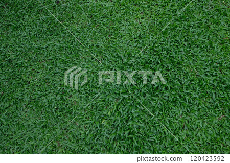 Natural grass detail Background Natural grass detail Background 120423592