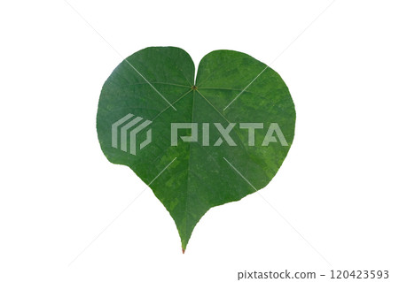 Talipariti tiliaceum Daun Waru Leaf 120423593