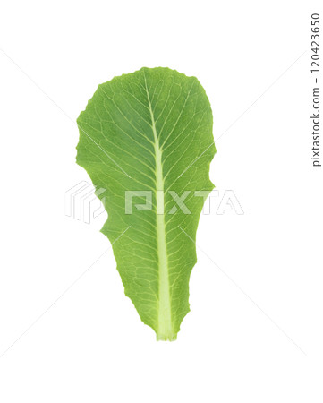 Cos Lettuce on white background 120423650