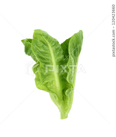 Cos Lettuce on white background Cos Lettuce on white background 120423660