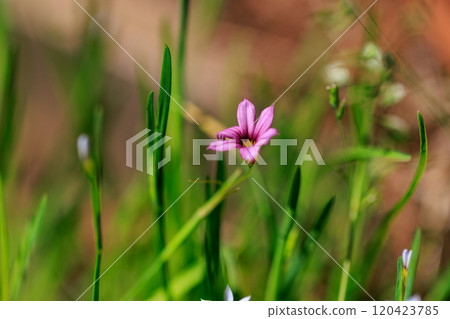 Sisyrinchium rosacea that blooms pretty white and red-purple flowers on the lawn and meadow 120423785