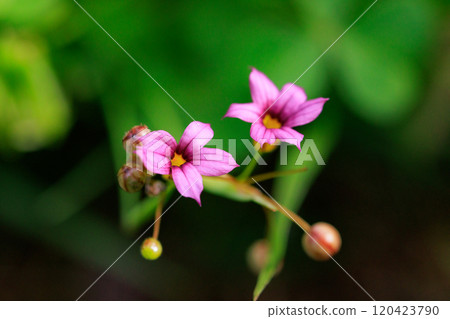 Sisyrinchium rosacea that blooms pretty white and red-purple flowers on the lawn and meadow Sisyrinchium rosacea that blooms pretty white and red-purple flowers on the lawn and meadow 120423790