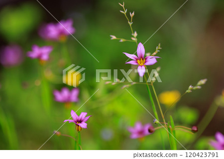 Sisyrinchium rosacea that blooms pretty white and red-purple flowers on the lawn and meadow Sisyrinchium rosacea that blooms pretty white and red-purple flowers on the lawn and meadow 120423791