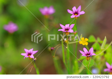 Sisyrinchium rosacea that blooms pretty white and red-purple flowers on the lawn and meadow Sisyrinchium rosacea that blooms pretty white and red-purple flowers on the lawn and meadow 120423792