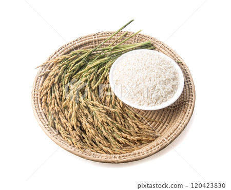 Rice stalks and rice grains on background Rice stalks and rice grains on background 120423830