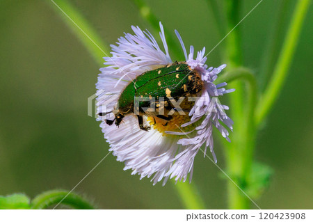 Cetoniinae,一種潛入花朵並幫助授粉的甲蟲 Cetoniinae,一種潛入花朵並幫助授粉的甲蟲 120423908