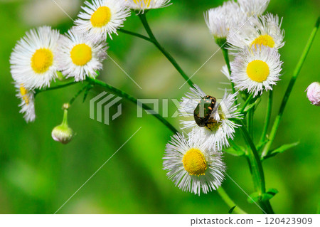 Cetoniinae,一種潛入花朵並幫助授粉的甲蟲 Cetoniinae,一種潛入花朵並幫助授粉的甲蟲 120423909