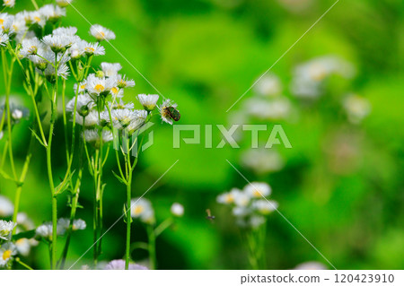 Cetoniinae,一種潛入花朵並幫助授粉的甲蟲 Cetoniinae,一種潛入花朵並幫助授粉的甲蟲 120423910