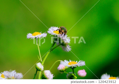 Cetoniinae,一種潛入花朵並幫助授粉的甲蟲 Cetoniinae,一種潛入花朵並幫助授粉的甲蟲 120423912