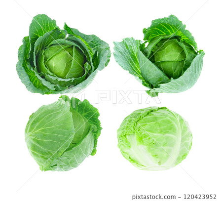 Fresh cabbage on white background Fresh cabbage on white background 120423952