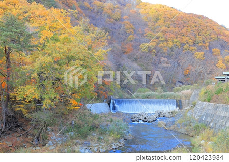 Autumn leaves along the Tateiwa River in Minamiaizu Town, Minamiaizu District, Fukushima Prefecture Autumn leaves along the Tateiwa River in Minamiaizu Town, Minamiaizu District, Fukushima Prefecture 120423984