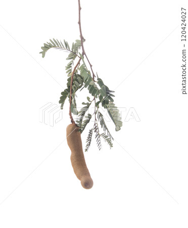 Fresh tamarind on white background 120424027