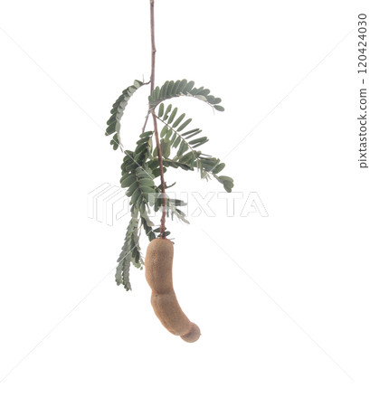 Fresh tamarind on white background Fresh tamarind on white background 120424030