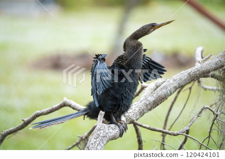A big anhinga bird resting on tree branch in Florida wetlands A big anhinga bird resting on tree branch in Florida wetlands 120424101