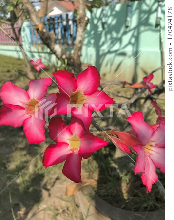 beautiful pink flower in the garden beautiful pink flower in the garden 120424178