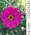 pink flower in garden 120424180