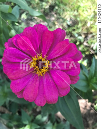 pink flower in garden 120424180
