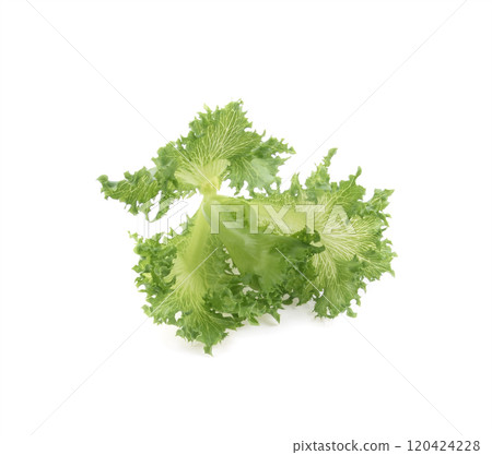 Green oak lettuce on white background 120424228