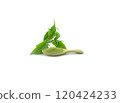 Green tea powder on white background 120424233