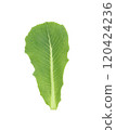 Cos Lettuce on white background 120424236