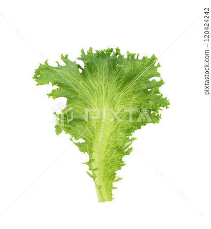 Green oak lettuce on white background Green oak lettuce on white background 120424242