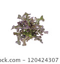 Red oak leaf lettuce on white background 120424307