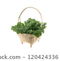 Fresh kale leaves on white background 120424336