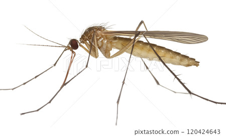Transparent_Close-Up of a Mosquito on White Background with Detailed Anatomy_4 120424643