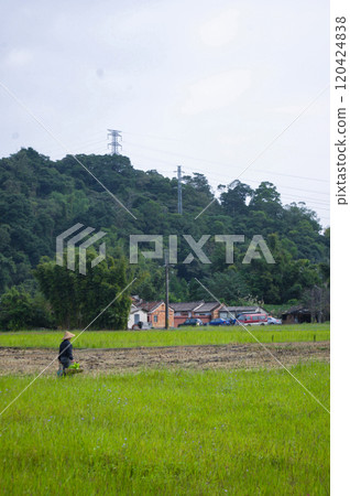 台灣三肯子平靜的田園風光 120424838