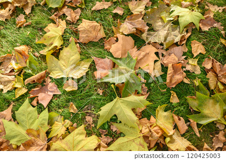 Fallen Autumn trees and leaves foliage covering field of grass Fallen Autumn trees and leaves foliage covering field of grass 120425003