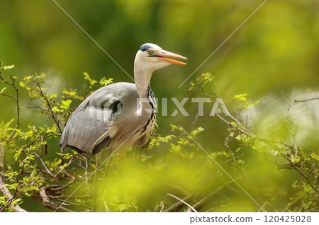 Elegant european grey heron on tree 120425028