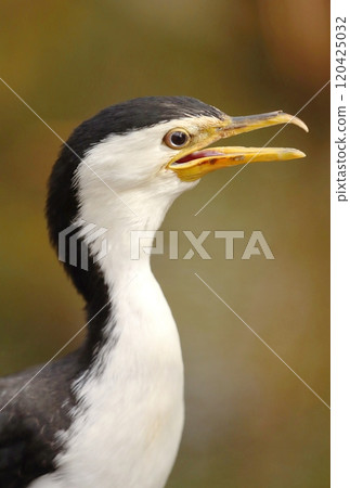 The little pied cormorant in Australia 120425032