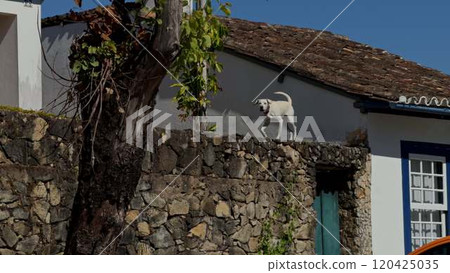 Slow motion of an angry dog barking ferociously on a wall Slow motion of an angry dog barking ferociously on a wall 120425035