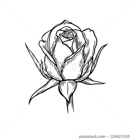 Engraving, sketch rose. Flower. Black and white vector illustration Engraving, sketch rose. Flower. Black and white vector illustration 120425505