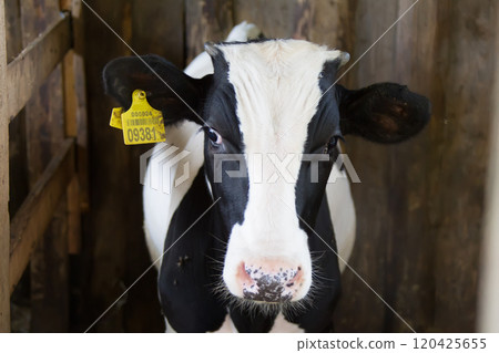 Cow. Portrait of a cow Cow. Portrait of a cow 120425655