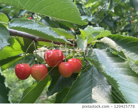 與全家人一起採櫻桃 120425778