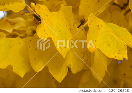 Yellow leaves of the Japanese snowbell 120426268