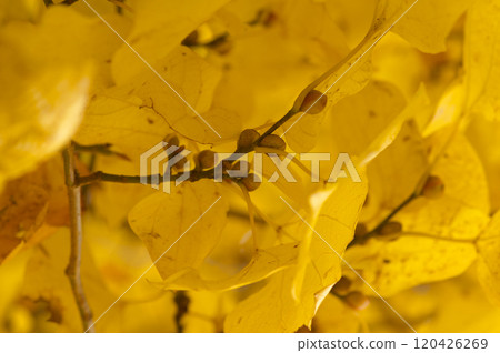 Yellow leaves of the Japanese snowbell 120426269