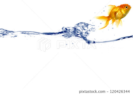 Gold fish jumping Gold fish jumping 120426344