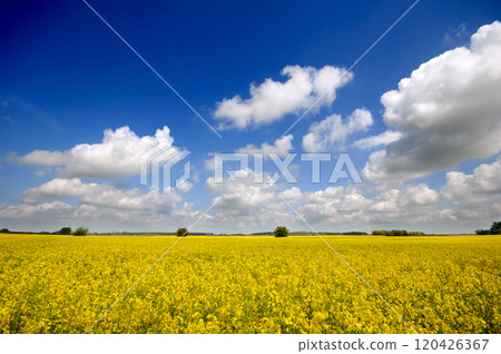 Yellow rape field 120426367