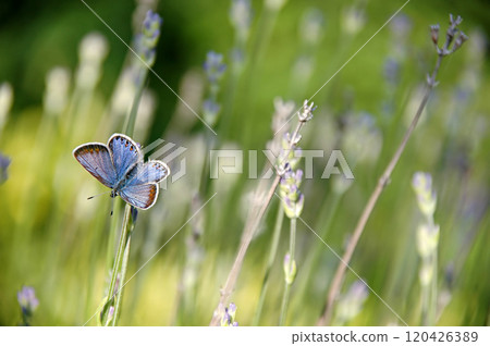 Butterfly and flowers Butterfly and flowers 120426389