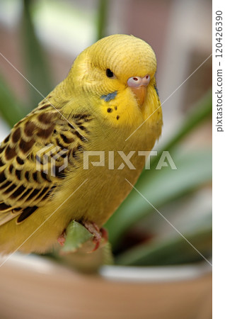 pet pet 120426390