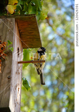 Bird and house Bird and house 120426391