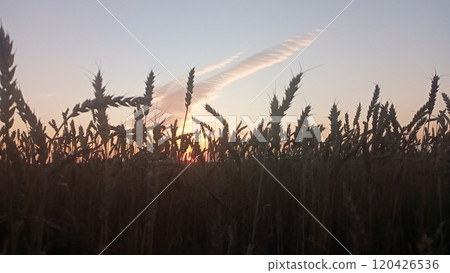 Wheat field at sunset with a beautiful sky and clouds in the background 120426536