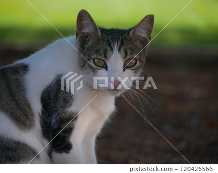 A homeless stray cat in the park in Maspalomas, Gran Canaria 120426566