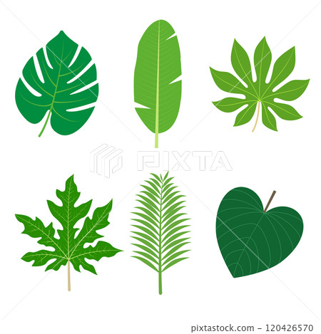 Tropical leaves icon vector illustration set 120426570