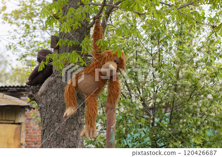 A toy big monkey hangs on a tree. 120426687