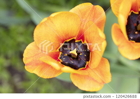 Beautiful flowers. Close up of a yellow tulip. 120426688